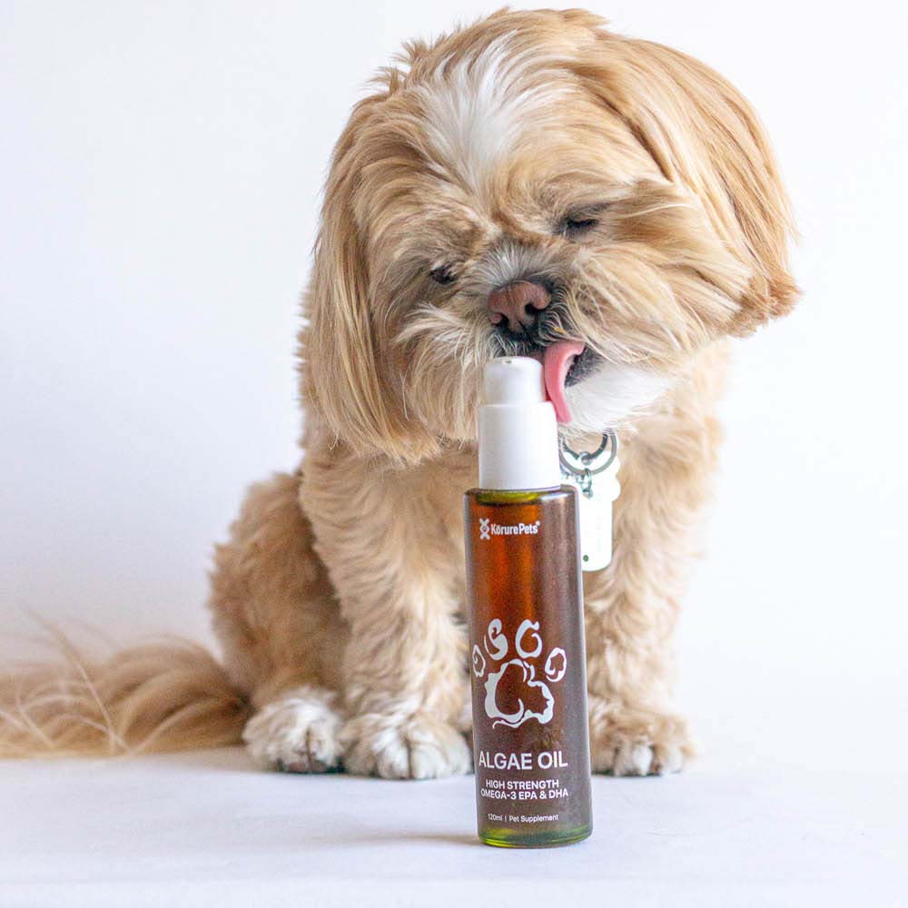 Algae Oil for Dogs