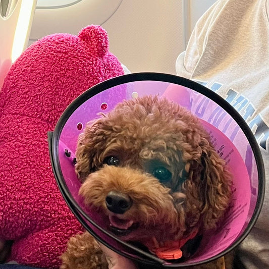 How To Fly With Your Dog Inside The Cabin