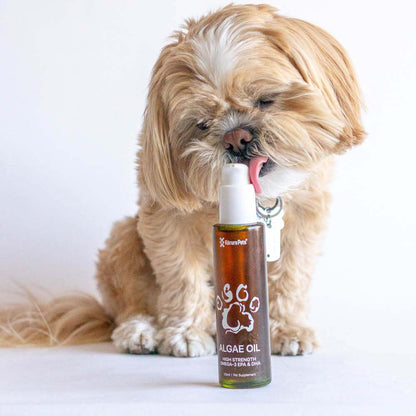 Algae Oil for Dogs